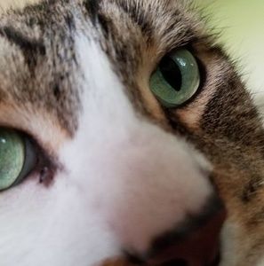 Meet your Posher, Tom